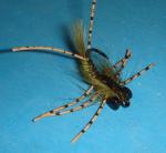 Olive Stick-em-Up Carp Nymph Flies - Size #4