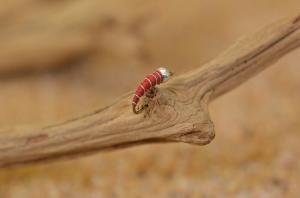 Red Zebra Midge Nymph Flies - 12 Pack