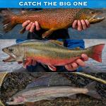 Black & Yellow Stonefly Nymphs Size 14, 12-Pack