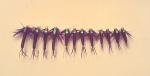 Bead Head Flashback Stonefly Nymphs in Purple