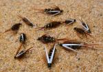 12 Prince Nymph Fishing Flies with Mustad Hooks