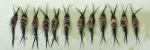 12 Black Kaufman Stonefly Nymphs - Size #8, #10, #12