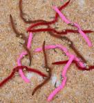 1 Dozen Tungsten San Juan Worm Fishing Flies