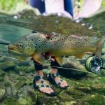 RIO Mainstream Trout Fly Line DT5F Lemon Green