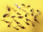 Tungsten Bead Trout Nymphs - 25 Pack