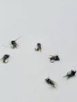Olive Caddis Emerger Trout Flies Size 18 - 6 Pack
