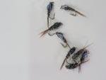 Bead Head Flashback Pheasant Tail Trout Flies 6-Pack