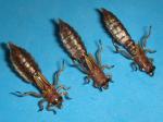 Brown Sili Dragonfly Nymph Flies - Size #8