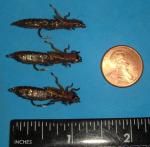 Brown Sili Dragonfly Nymph Flies - Size #8