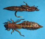 Brown Sili Dragonfly Nymph Flies - Size #8