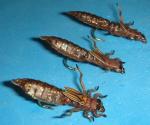 Brown Sili Dragonfly Nymph Flies - Size #8