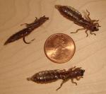 Brown Sili Dragonfly Nymph Flies - Size #8