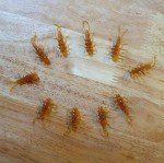 40 Pack Stonefly Nymphs - 10 Color Options