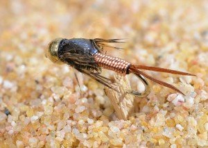 Bead Head Copper John Nymph Flies - 12 Pack