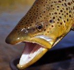 Chocolate Gold Zebra Midge Tungsten Nymphs for Trout