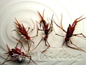 Irideus Drift Boat Stonefly Trout Fishing Flies