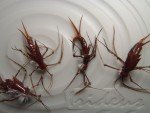 Irideus Drift Boat Stonefly Trout Fishing Flies