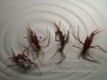 Irideus Drift Boat Stonefly Trout Fishing Flies