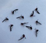 12 Black S.O.S. Nymph Flies for Trout