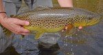 Nuclear Zebra Midge Tungsten Nymphs - Trout Flies