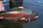 Nuclear Zebra Midge Tungsten Nymphs - Trout Flies