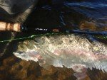 Irideus Rubber Leg Trout and Steelhead Flies