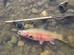 Irideus Rubber Leg Trout and Steelhead Flies