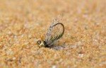 Buggy Olive Jig Flies - Tungsten Bead, 6 Pack