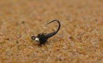 Tungsten Zika Jig Head Euro Nymph Flies