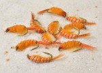 12 Orange Scuds Nymph Fishing Flies - Mustad Hooks