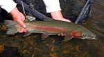 Rainbow Warrior Nymphs - UV Pink Trout Flies