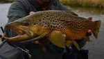 Rainbow Warrior Nymphs - UV Pink Trout Flies