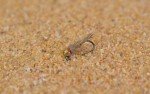Tungsten Hare's Ear Jig Head Flies (6 Pack)