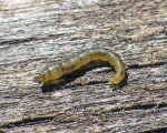 Guide's Choice Cream Midge Nymphs for Trout Fishing