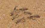 Tungsten Hare's Ear Jig Head Flies (6 Pack)