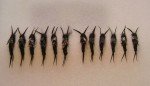 Kaufman Stonefly Nymphs for Trout Fishing (Sizes 8-12)