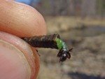 Zebra Midge Tungsten Nymphs for Trout Fishing