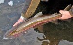 Jose's Afterburner Tungsten Trout Fishing Flies
