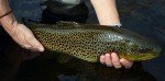 Zebra Midge Tungsten Nymphs for Trout Fishing
