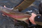 Jose's Afterburner Tungsten Trout Fishing Flies