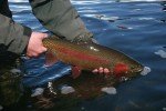 Jose's Afterburner Tungsten Trout Fishing Flies