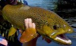UV Black Mirage Frenchie Tungsten Nymphs for Trout