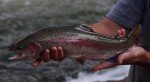 Olive Nymphs - Premium Trout Fishing Flies
