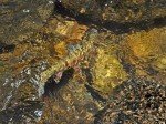 Olive Nymphs - Premium Trout Fishing Flies