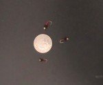 12 Red Beadhead Brassies for Trout Fishing