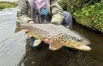 Premium Zebra Midge Tungsten Nymphs for Trout Fishing