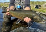 Premium Zebra Midge Tungsten Nymphs for Trout Fishing