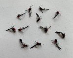 12 Pack Size 20 Black S.O.S. Nymph Flies