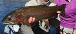 Blood Red Zebra Midge Tungsten Nymphs for Trout