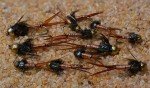 12 Bead Head Copper John Nymph Flies
